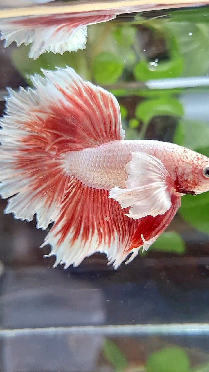 HALFMOON ROSETAIL SUPER DUMBO EAR ROSEGOLD BUTTERFLY BETTA FISH