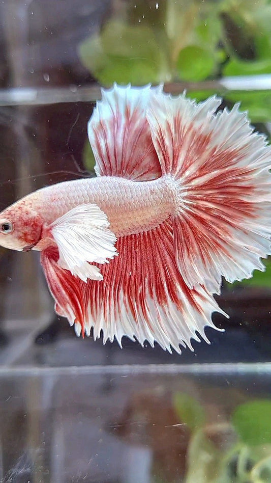 HALFMOON ROSETAIL SUPER DUMBO EAR ROSEGOLD BUTTERFLY BETTA FISH