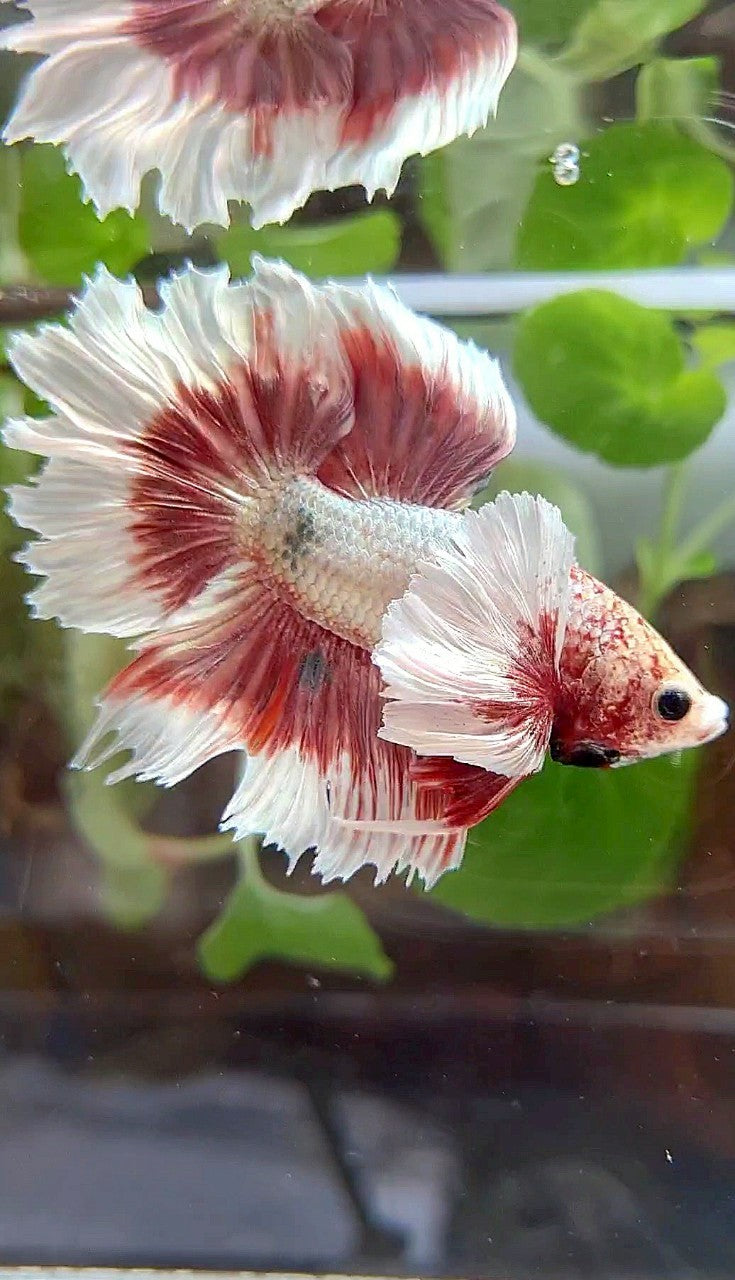 HALFMOON FEATHER SUPER DUMBO EAR ROSEGOLD COPPER BUTTERFLY BETTA FISH
