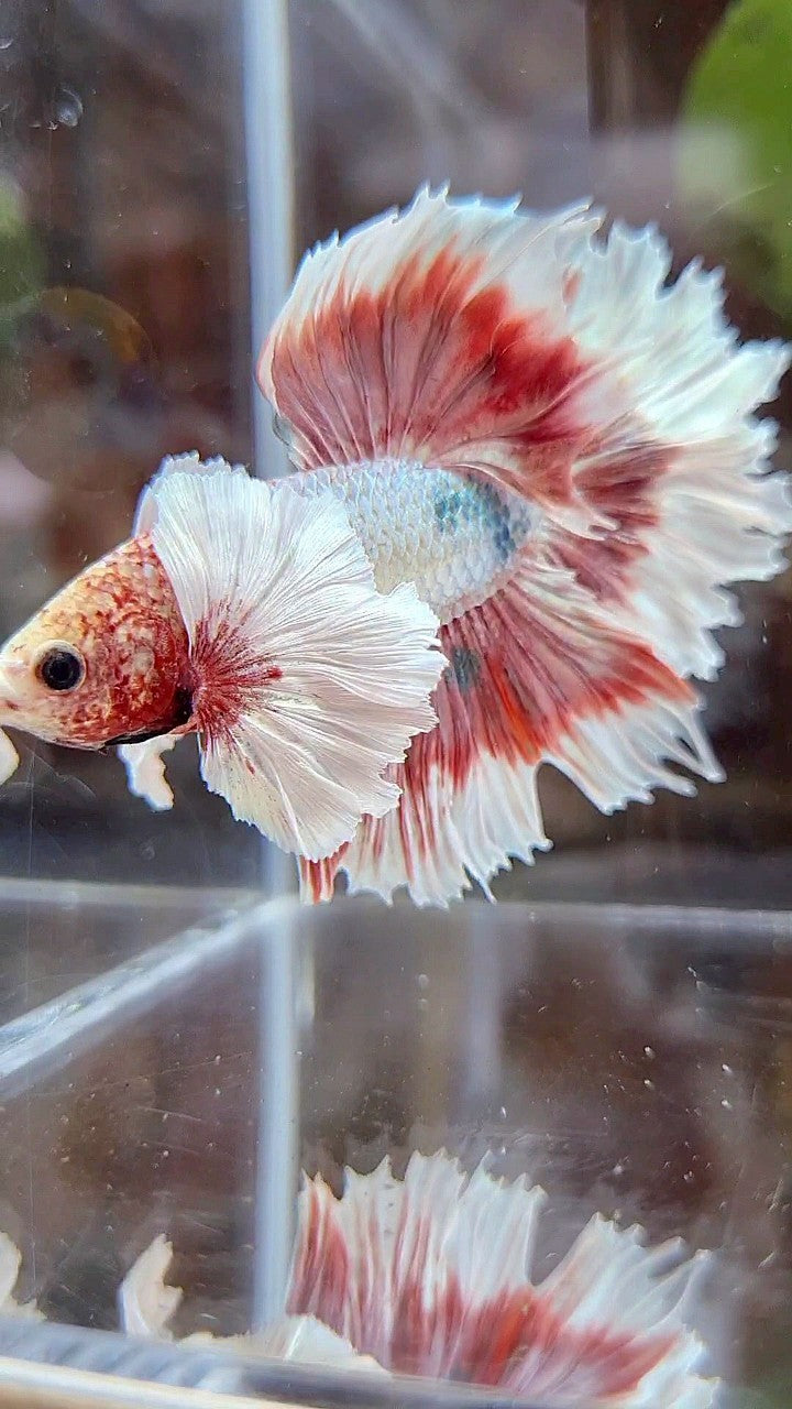 HALFMOON FEATHER SUPER DUMBO EAR ROSEGOLD COPPER BUTTERFLY BETTA FISH