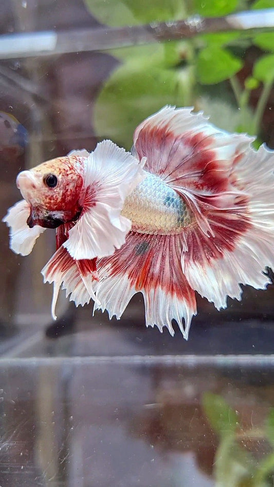 HALFMOON FEATHER SUPER DUMBO EAR ROSEGOLD COPPER BUTTERFLY BETTA FISH