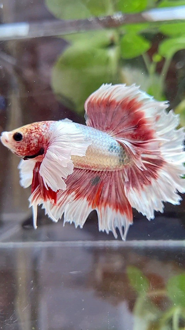 HALFMOON FEATHER SUPER DUMBO EAR ROSEGOLD COPPER BUTTERFLY BETTA FISH