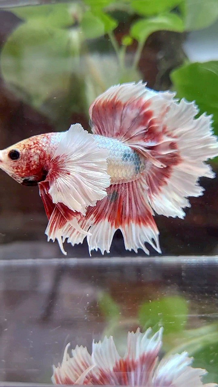 HALFMOON FEATHER SUPER DUMBO EAR ROSEGOLD COPPER BUTTERFLY BETTA FISH