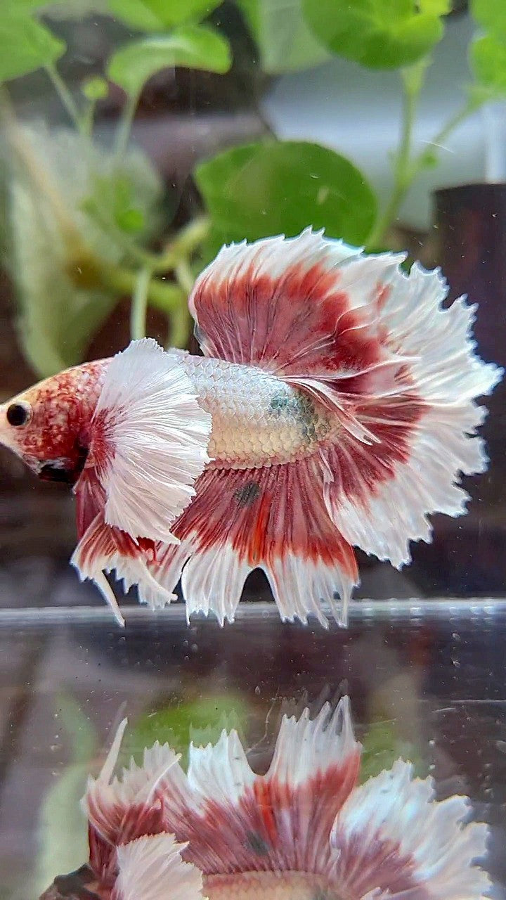 HALFMOON FEATHER SUPER DUMBO EAR ROSEGOLD COPPER BUTTERFLY BETTA FISH