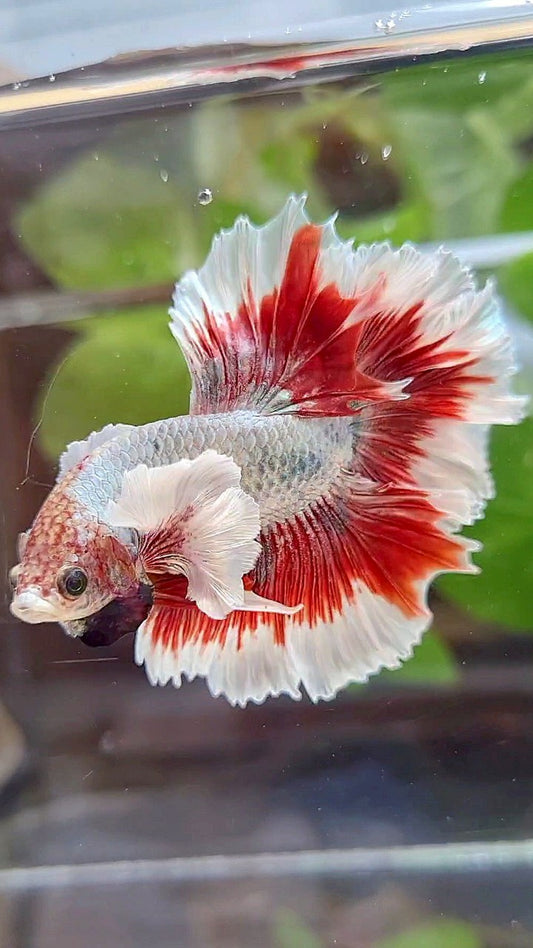 HALFMOON FEATHER SUPER DUMBO EAR RED BUTTERFLY COPPER BETTA FISH