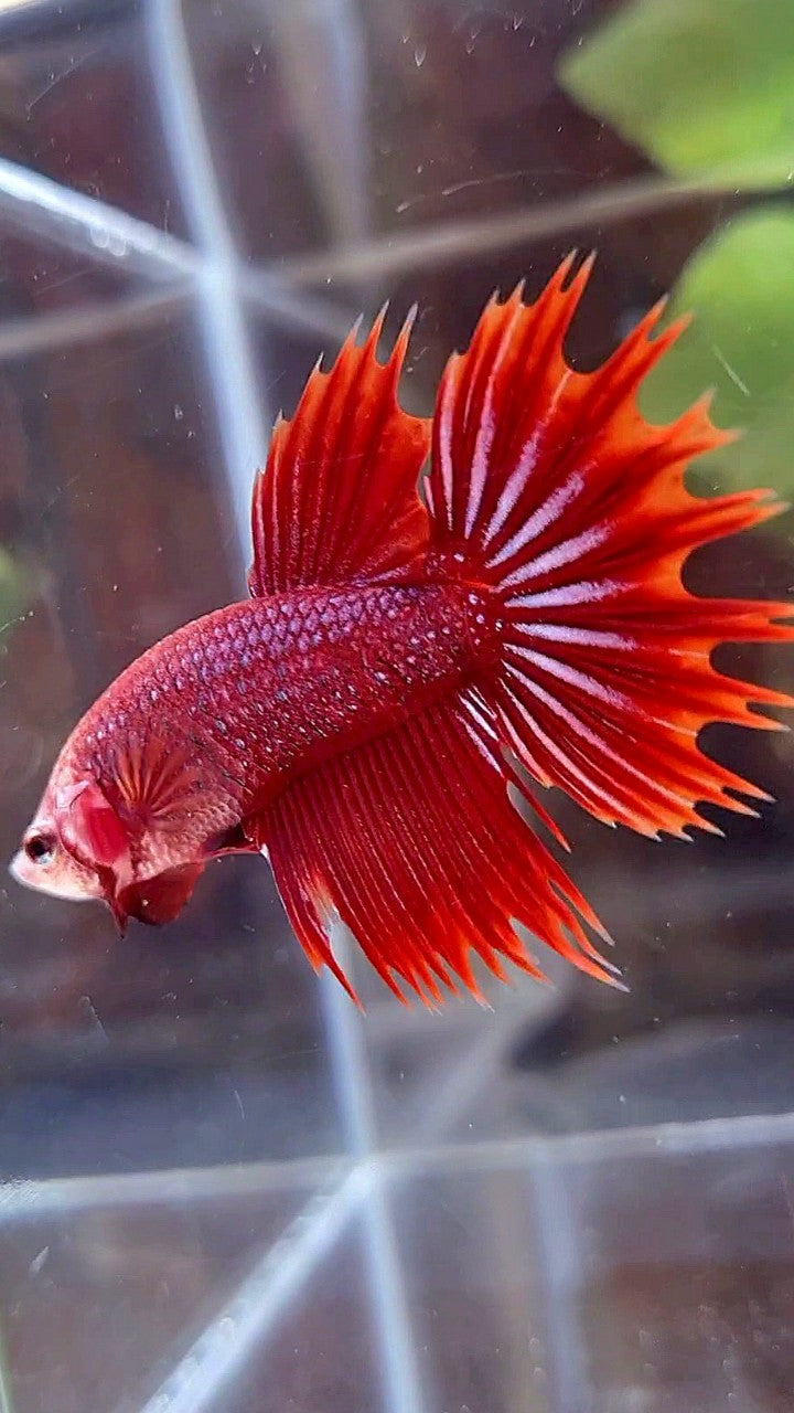 CROWNTAIL HALFSUN RED PURPLE FANCY BETTA FISH