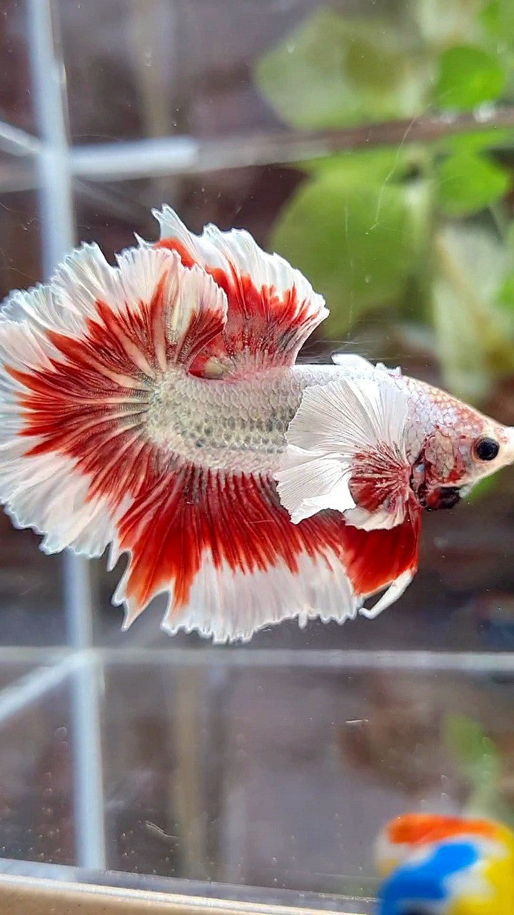HALFMOON FEATHER SUPER DUMBO EAR RED BUTTERFLY COPPER BETTA FISH