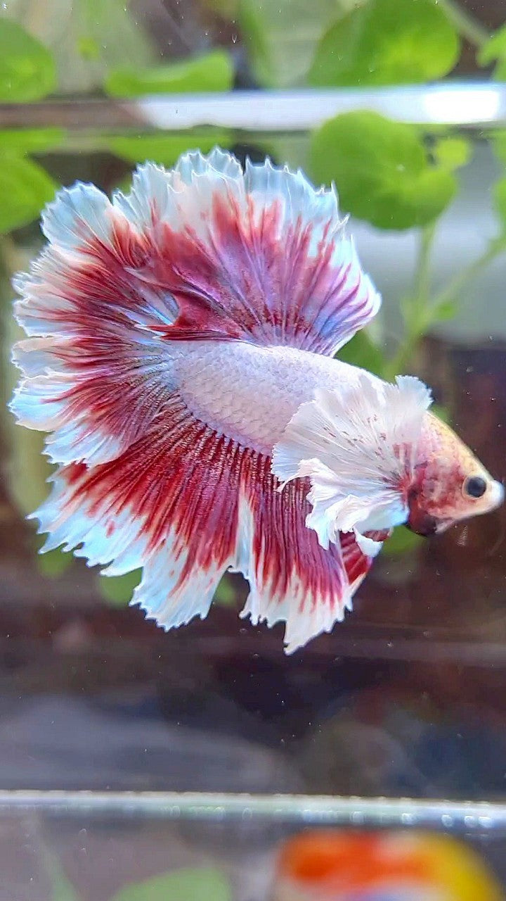 HALFMOON FEATHER SUPER DUMBO EAR PURPLE PINK BUTTERFLY BETTA FISH