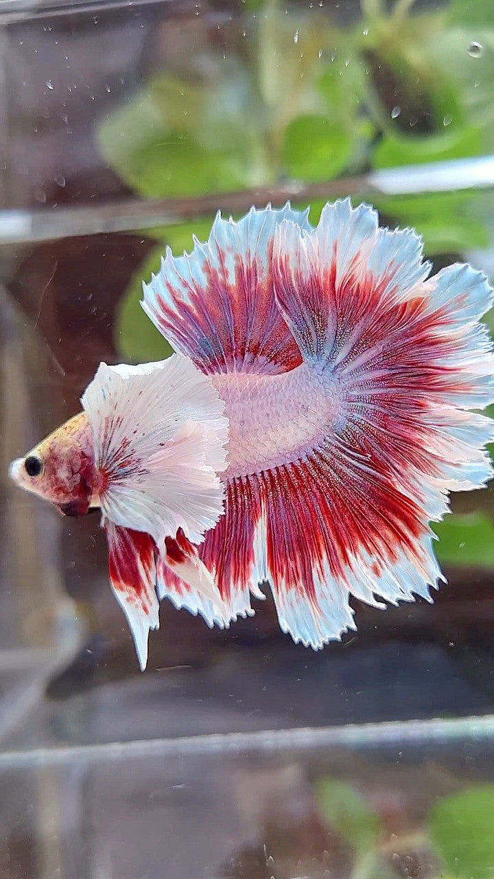 HALFMOON FEATHER SUPER DUMBO EAR PURPLE PINK BUTTERFLY BETTA FISH