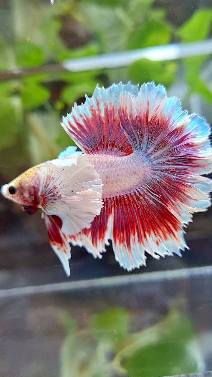 HALFMOON FEATHER SUPER DUMBO EAR PURPLE PINK BUTTERFLY BETTA FISH