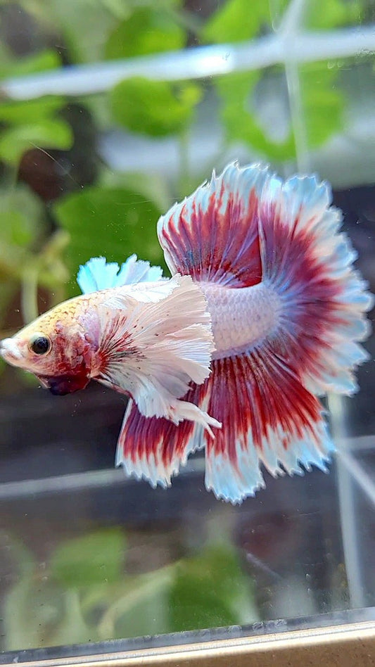 HALFMOON FEATHER SUPER DUMBO EAR PURPLE PINK BUTTERFLY BETTA FISH