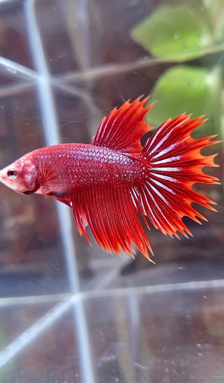 CROWNTAIL HALFSUN RED PURPLE FANCY BETTA FISH