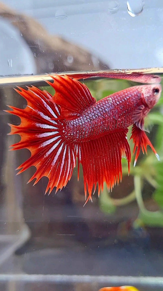 CROWNTAIL HALFSUN RED PURPLE FANCY BETTA FISH