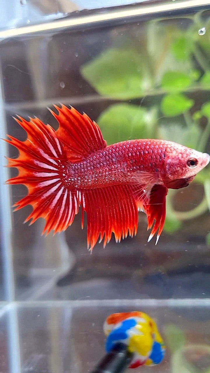 CROWNTAIL HALFSUN RED PURPLE FANCY BETTA FISH