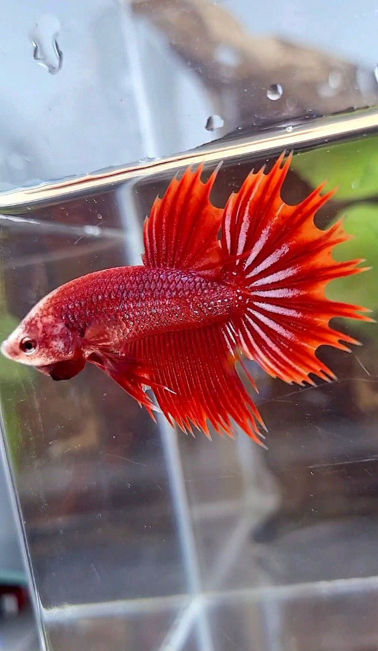 CROWNTAIL HALFSUN RED PURPLE FANCY BETTA FISH