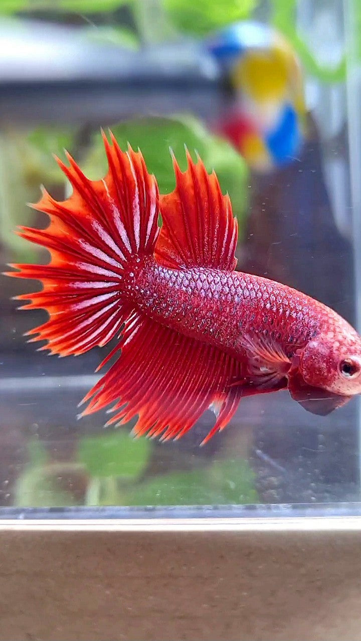 CROWNTAIL HALFSUN RED PURPLE FANCY BETTA FISH