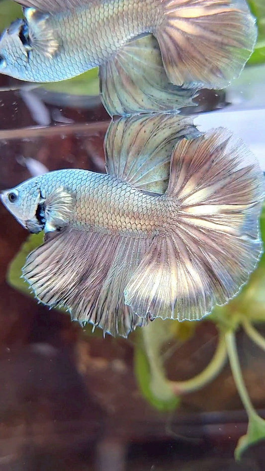 HALFMOON ROSETAIL SUPER COPPER FULLMASK BETTA FISH