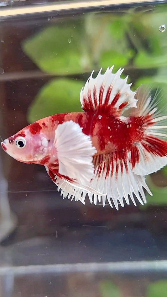CROWNTAIL PLAKAT DUMBO EAR ORANGE KOI MULTICOLOR BETTA FISH