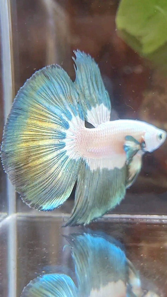 HALFMOON COPPER RIM BUTTERFLY BETTA FISH