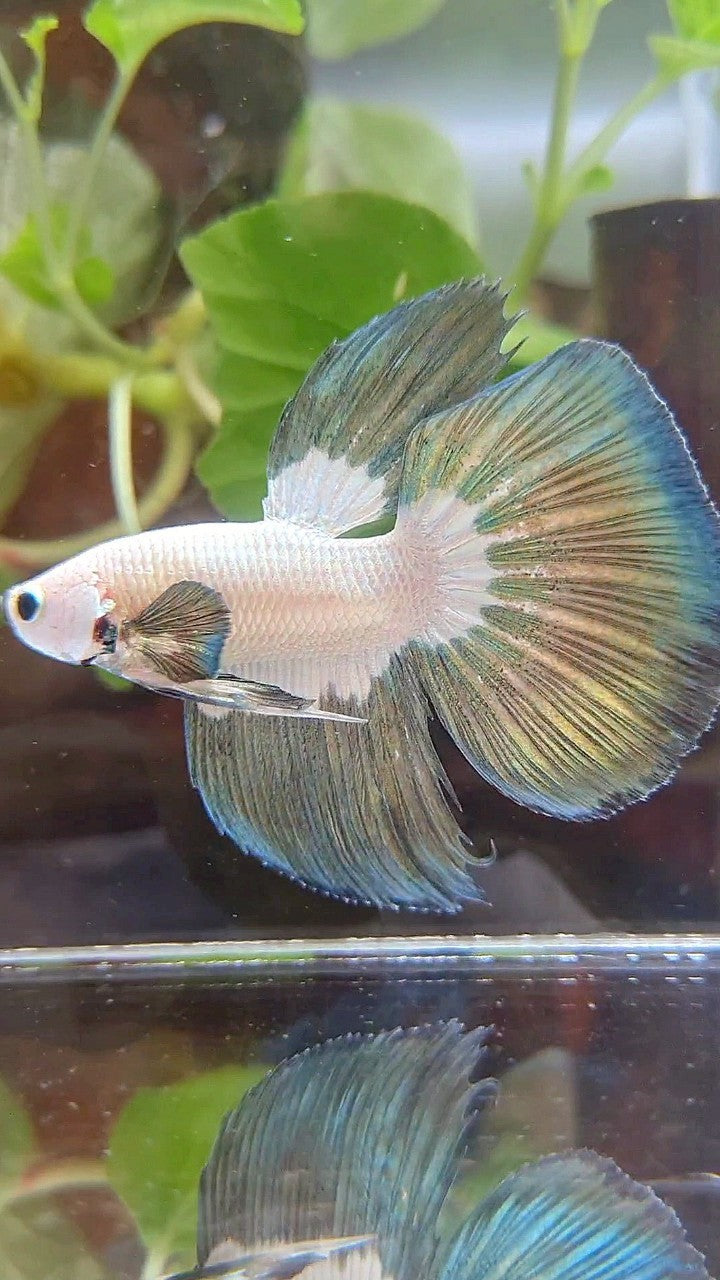 HALFMOON COPPER RIM BUTTERFLY BETTA FISH