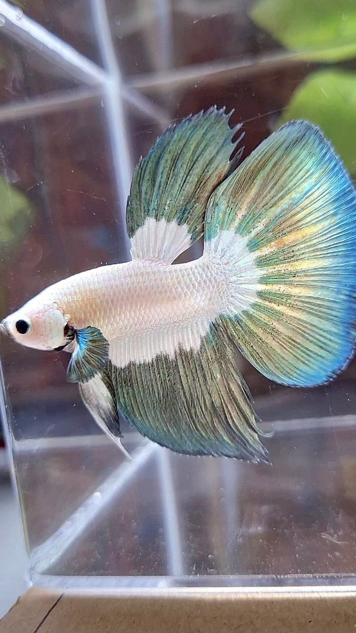 HALFMOON COPPER RIM BUTTERFLY BETTA FISH