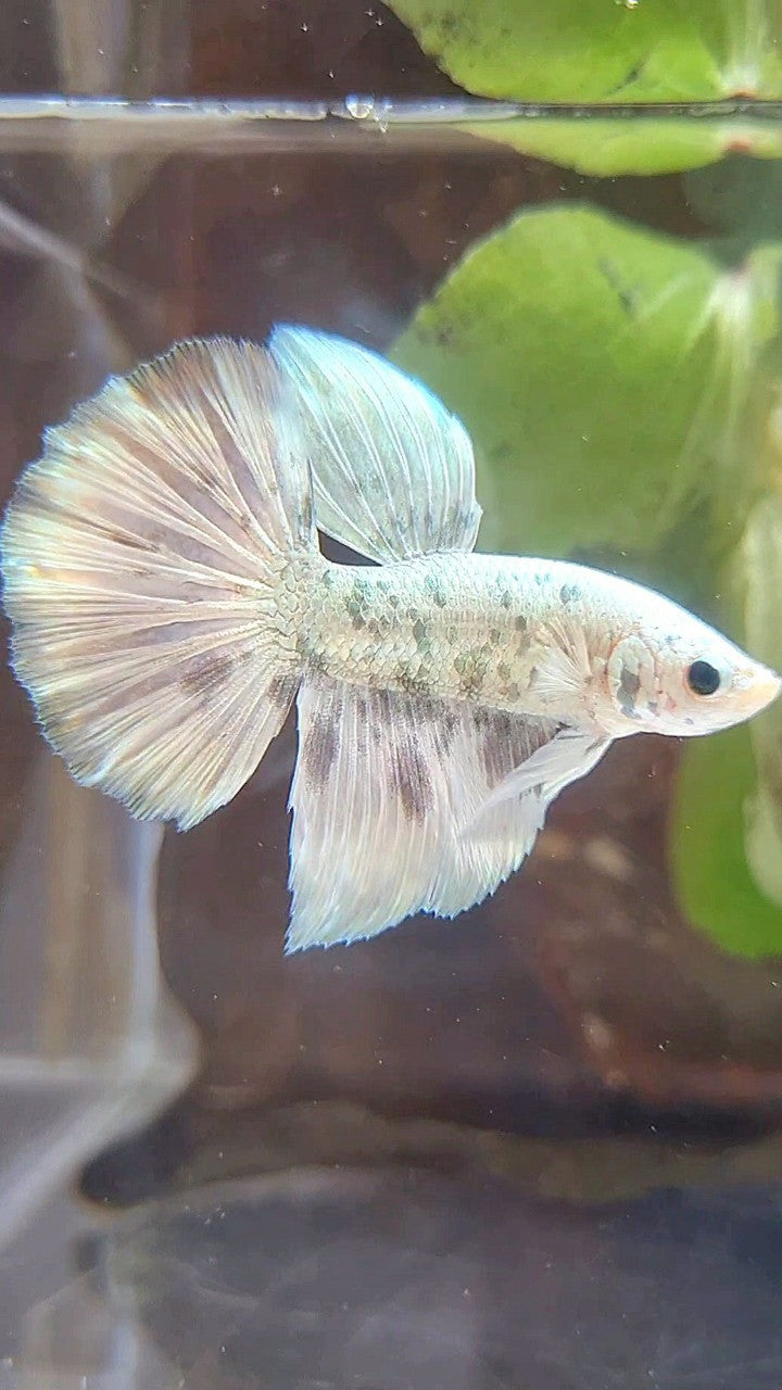 HALFMOON WHITE SUPER DOTS COPPER MARBLE BETTA FISH