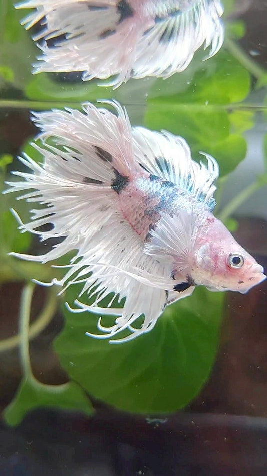 CROWNTAIL DOUBLE TAIL DUMBO EAR WHITE COPPER DOTS MARBLE BETTA FISH
