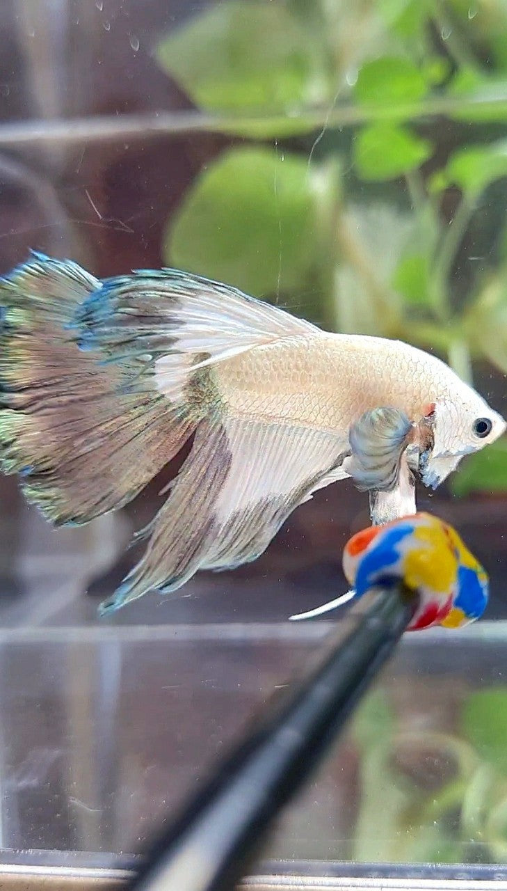 HALFMOON ROSETAIL COPPER RIM BETTA FISH