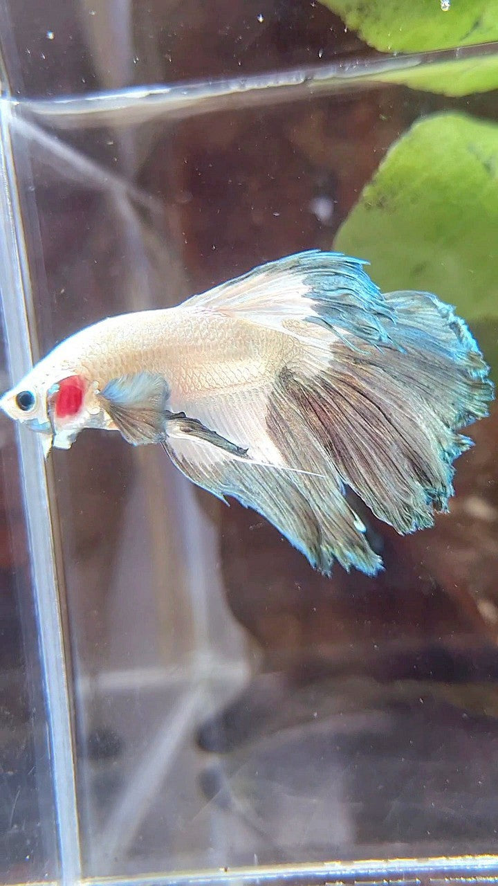 HALFMOON ROSETAIL COPPER RIM BETTA FISH