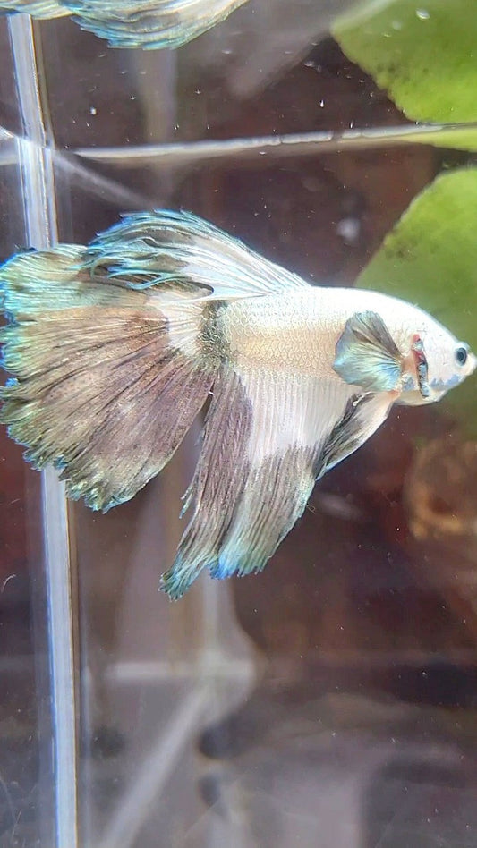 HALFMOON ROSETAIL COPPER RIM BETTA FISH