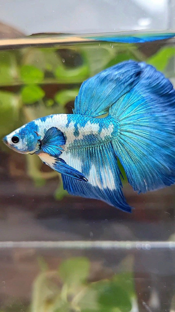 HALFMOON ROSETAIL BLUE DOTS MARBLE RIM BETTA FISH