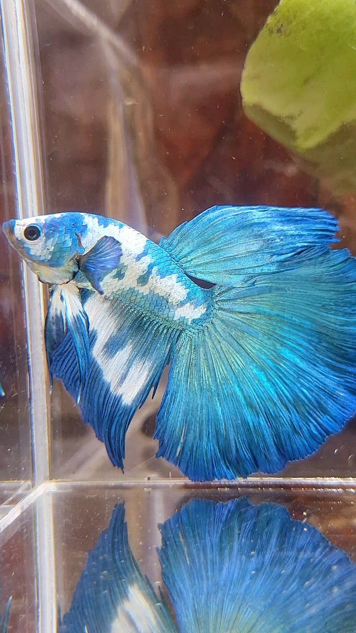 HALFMOON ROSETAIL BLUE DOTS MARBLE RIM BETTA FISH