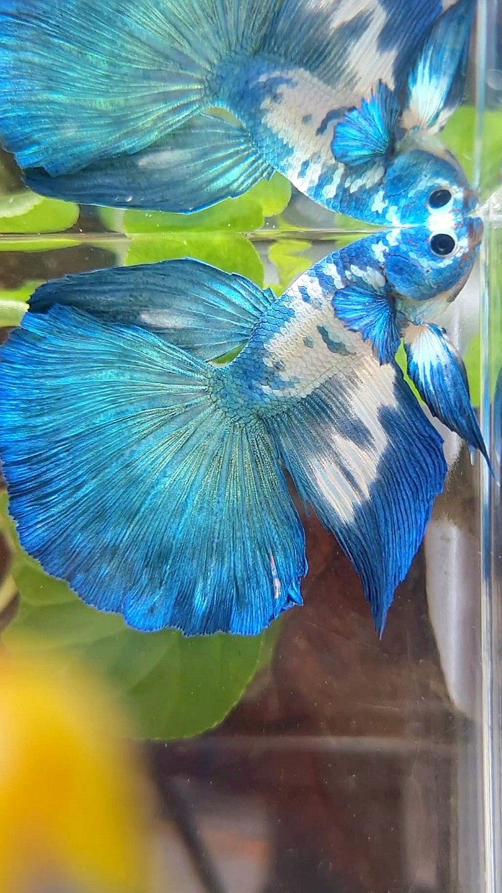 HALFMOON ROSETAIL BLUE DOTS MARBLE RIM BETTA FISH
