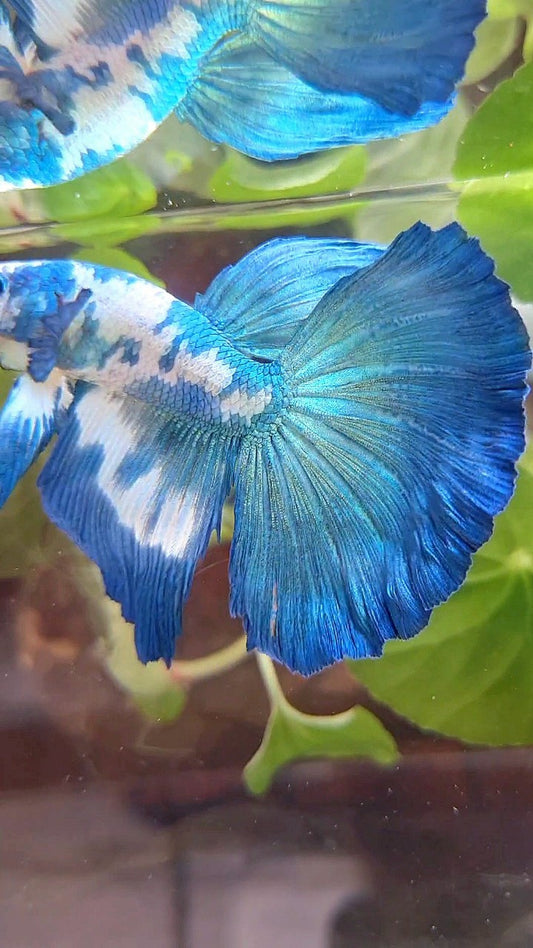 HALFMOON ROSETAIL BLUE DOTS MARBLE RIM BETTA FISH