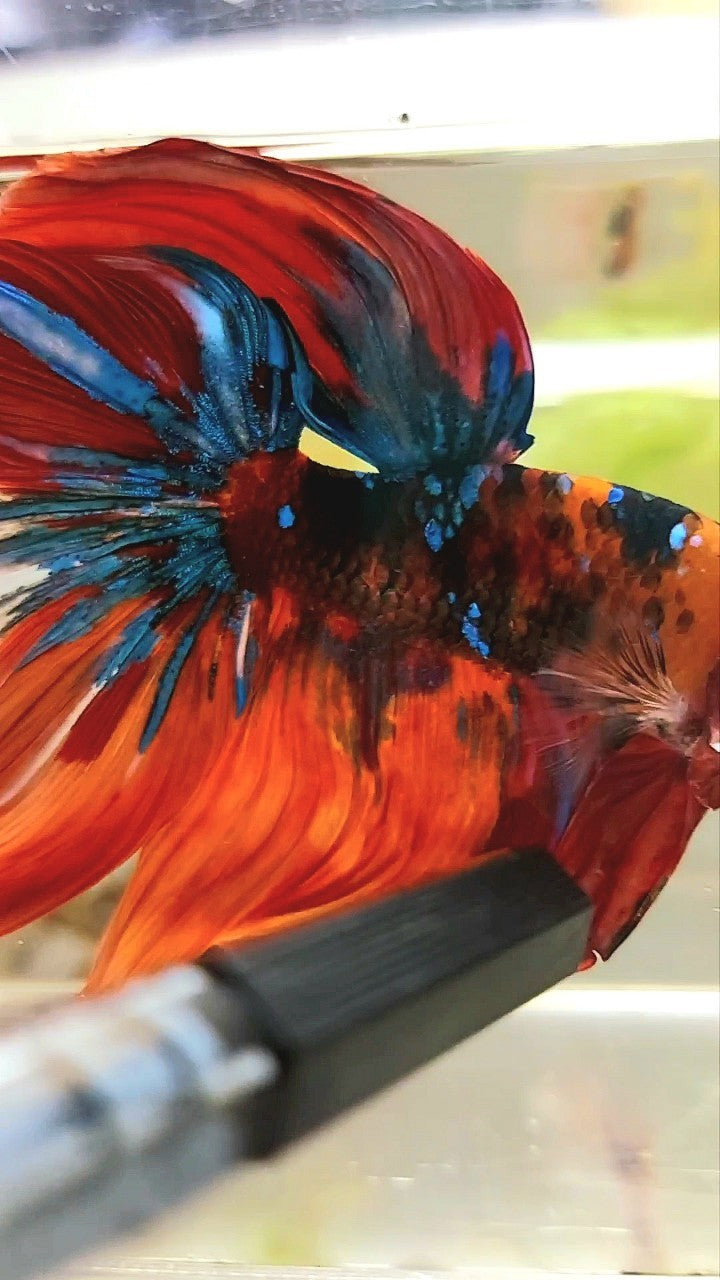 GIANT HALFMOON ROSETAIL TL 10CM ORANGE NEMO KOI GALAXY MULTICOLOR BETTA FISH