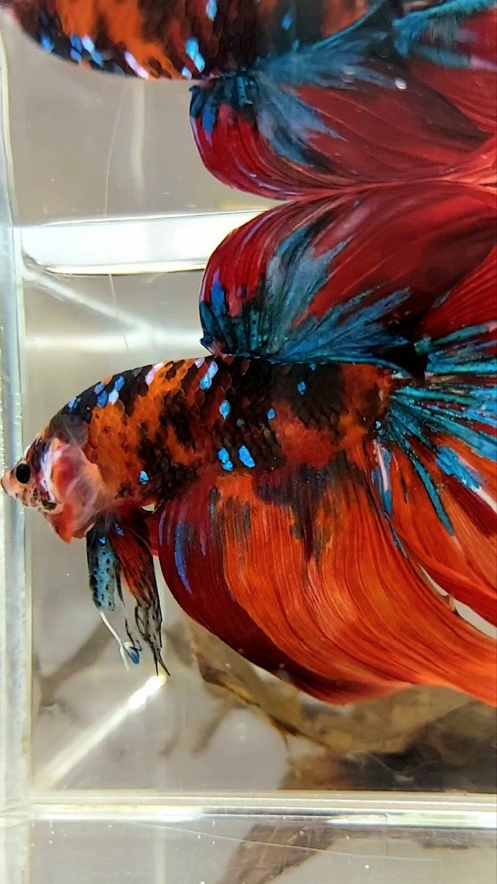 GIANT HALFMOON ROSETAIL TL 10CM ORANGE NEMO KOI GALAXY MULTICOLOR BETTA FISH