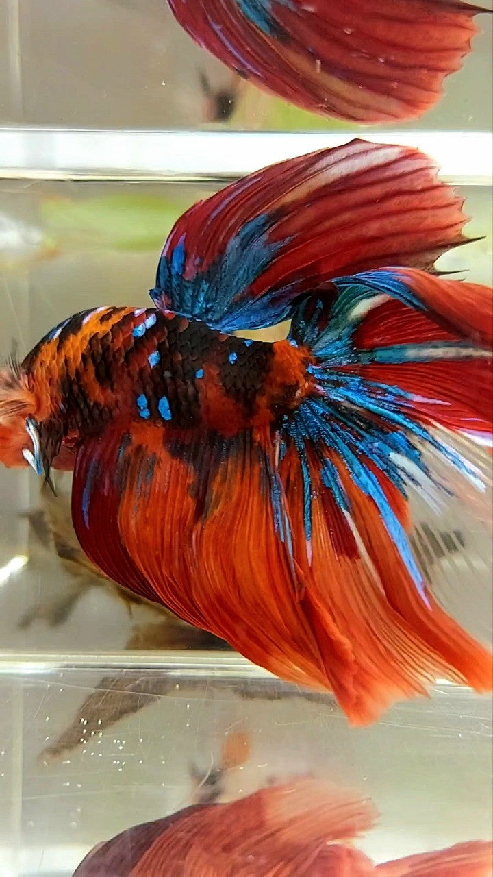 GIANT HALFMOON ROSETAIL TL 10CM ORANGE NEMO KOI GALAXY MULTICOLOR BETTA FISH