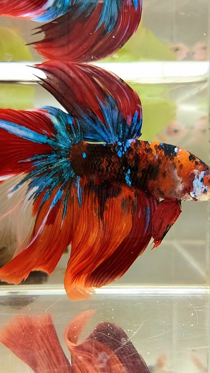GIANT HALFMOON ROSETAIL TL 10CM ORANGE NEMO KOI GALAXY MULTICOLOR BETTA FISH