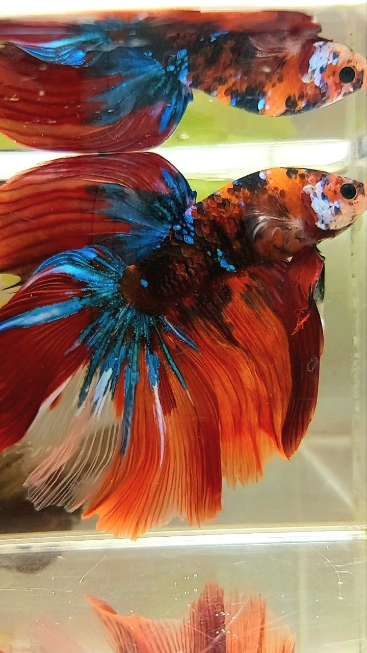 GIANT HALFMOON ROSETAIL TL 10CM ORANGE NEMO KOI GALAXY MULTICOLOR BETTA FISH