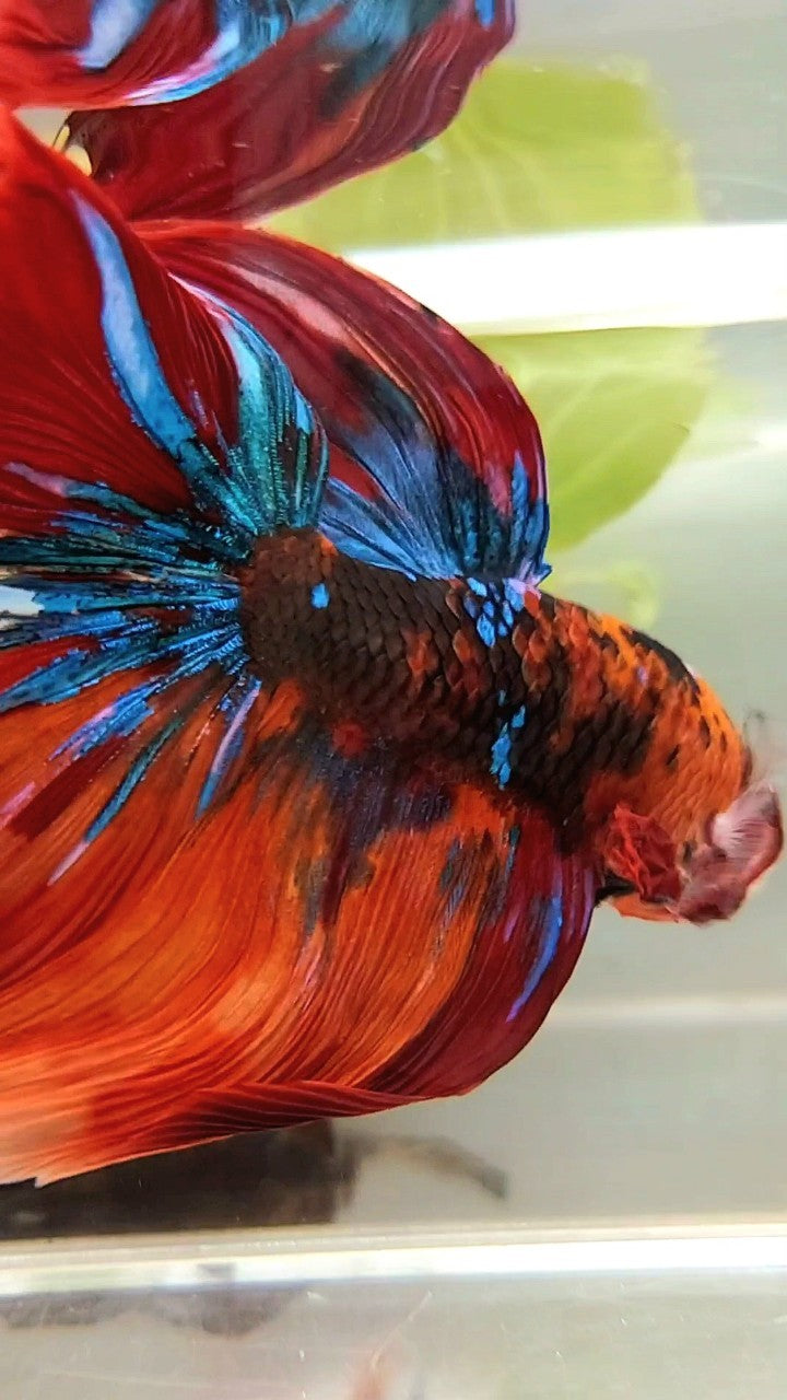 GIANT HALFMOON ROSETAIL TL 10CM ORANGE NEMO KOI GALAXY MULTICOLOR BETTA FISH