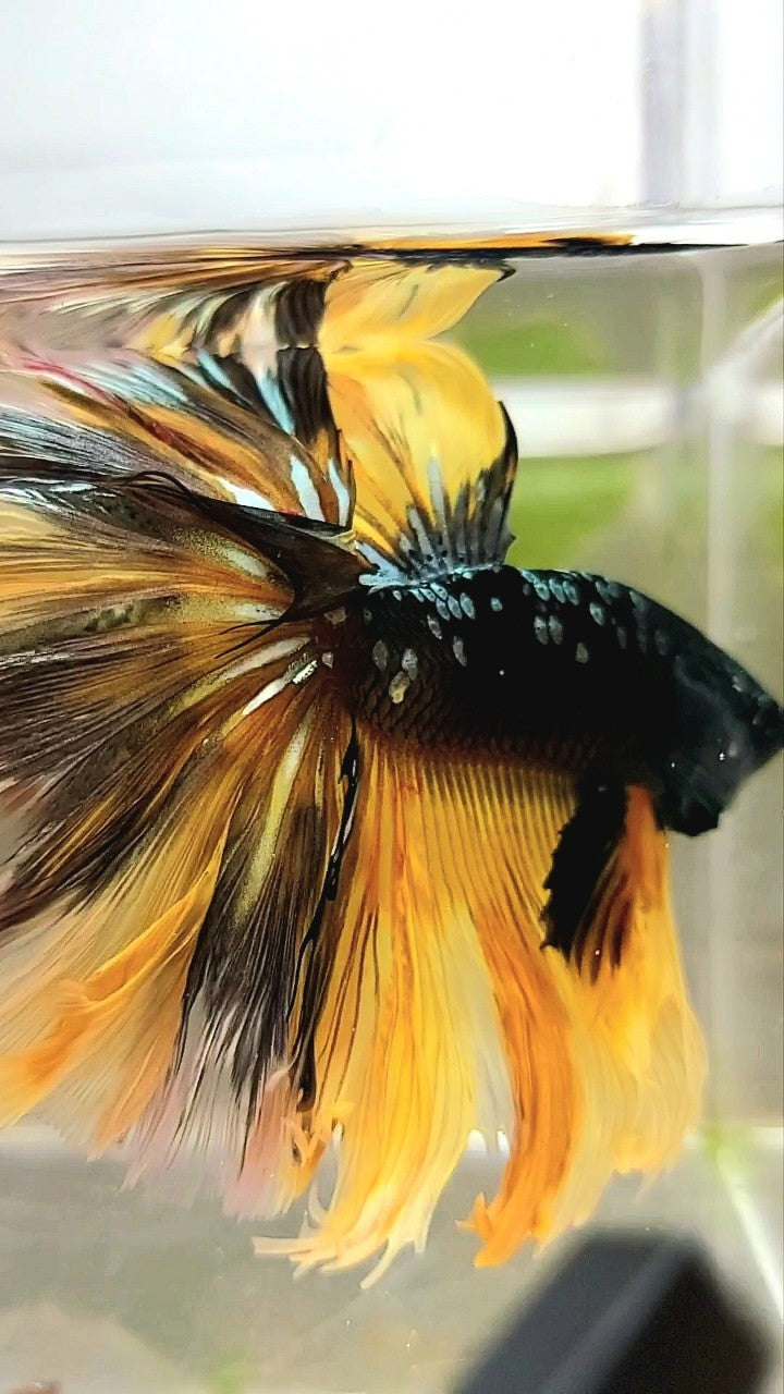 RIESIGE GRÖSSE HALFMOON OVERTAIL ROSETAIL TL 8CM SCHWARZ GALAXY KUPFER GOLD AVATAR GELB BETTA FISCH