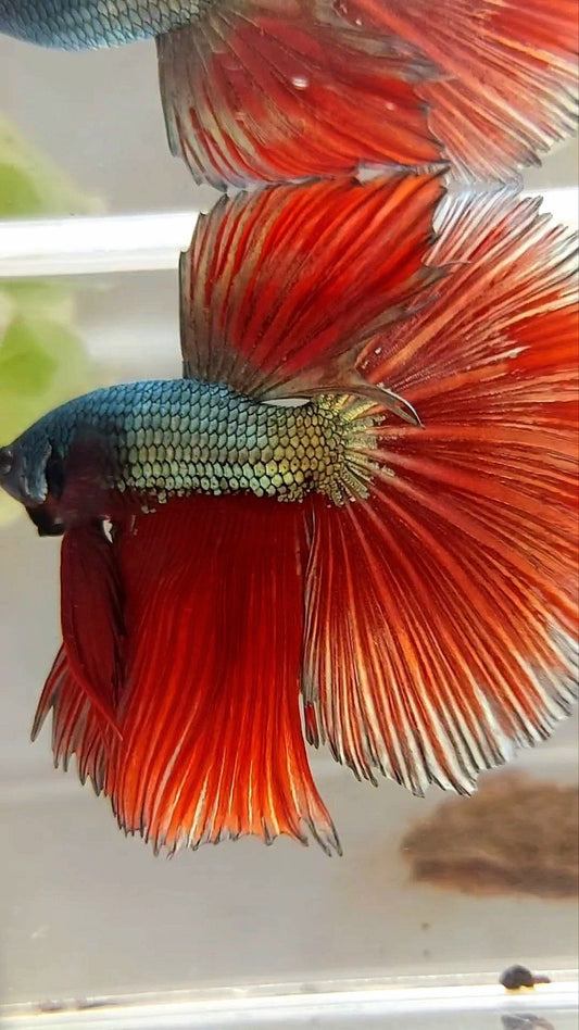 XL HALFMOON RED COPPER DRAGON BETTA FISH