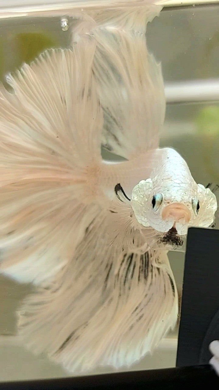 XL HALFMOON ROSETAIL WHITE PLATINUM COPPER BETTA FISH