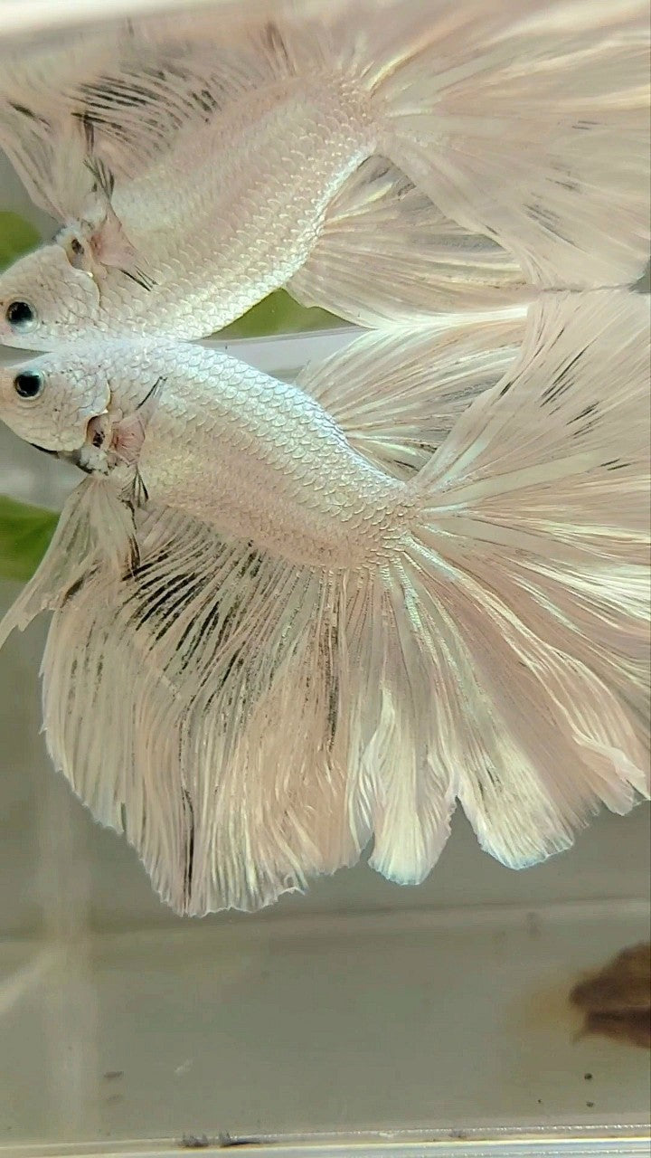 XL HALFMOON ROSETAIL WHITE PLATINUM COPPER BETTA FISH