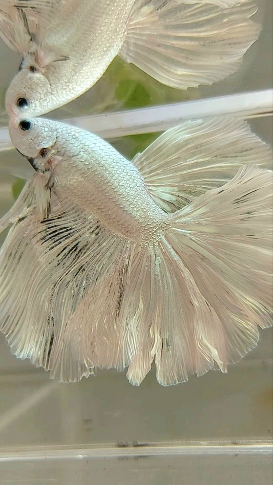 XL HALFMOON ROSETAIL WHITE PLATINUM COPPER BETTA FISH