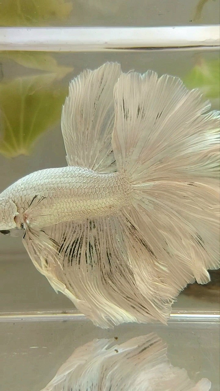 XL HALFMOON ROSETAIL WHITE PLATINUM COPPER BETTA FISH