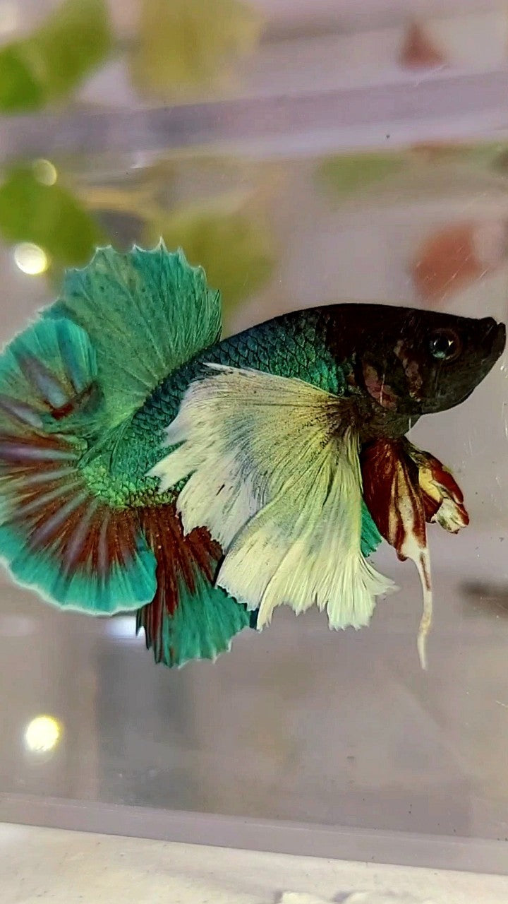 HMPK SUPER DUMBO EAR GREEN-BLUE TURQUOISE BETTA FISH