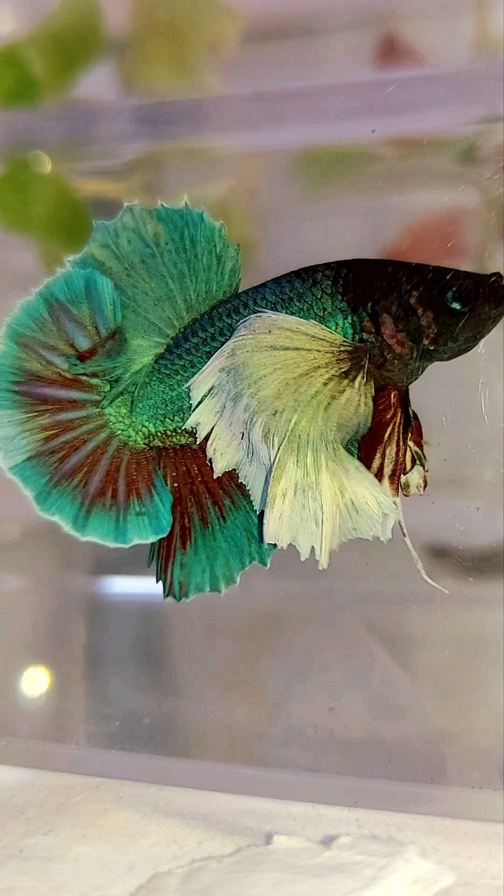 HMPK SUPER DUMBO EAR GREEN-BLUE TURQUOISE BETTA FISH