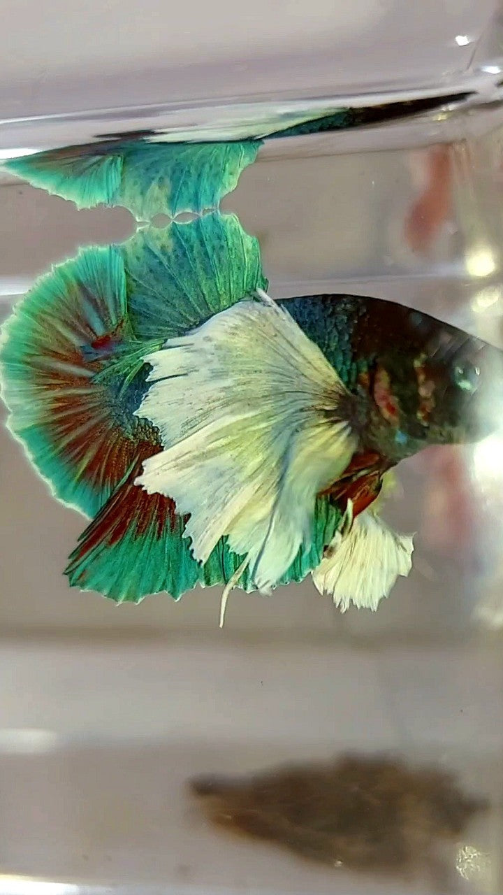 HMPK SUPER DUMBO EAR GREEN-BLUE TURQUOISE BETTA FISH