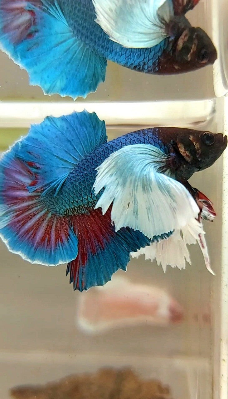 HMPK SUPER DUMBO EAR GREEN-BLUE TURQUOISE BETTA FISH